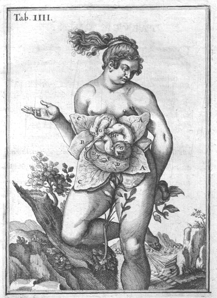 Adriaan van den Spiegel. Adriani Spigelli Brvxellensis Equvistis De Formato Foetv Liber Singularis Aeneis Figvris Exornatu 1631