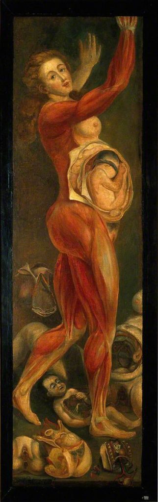 A Pregnant Woman Dissected, Jacques Fabien Gautier D’Agoty